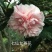 茶花苗【多个品种，七仙女，十八学士，红茶花，巨型红茶花】
