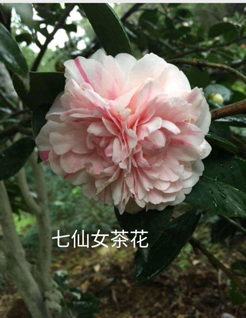 茶花苗【多个品种，七仙女，十八学士，红茶花，巨型红茶花】