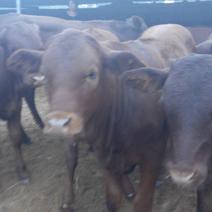 利木赞牛法国吨牛肉质好长势快包技术包运输包检疫