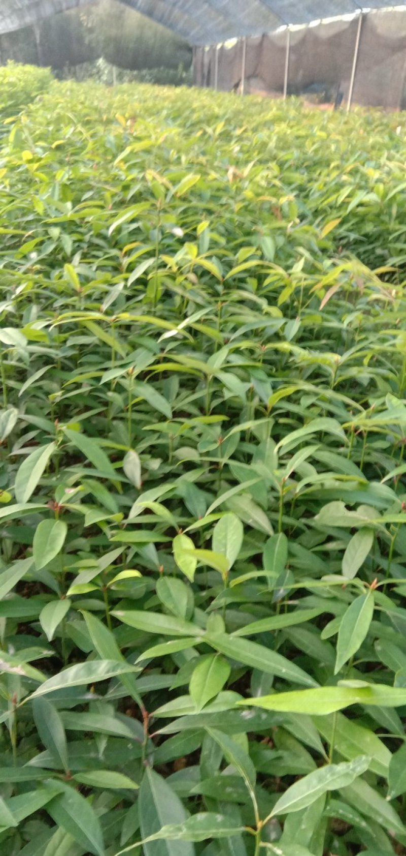 刨花润楠树苗，品质保证，规格齐全，欢迎来电咨询