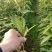 刨花润楠树苗，品质保证，规格齐全，欢迎来电咨询
