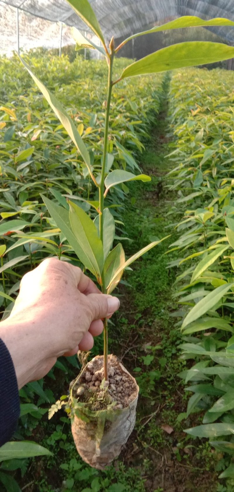 刨花润楠树苗，品质保证，规格齐全，欢迎来电咨询