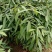 刨花润楠树苗，品质保证，规格齐全，欢迎来电咨询