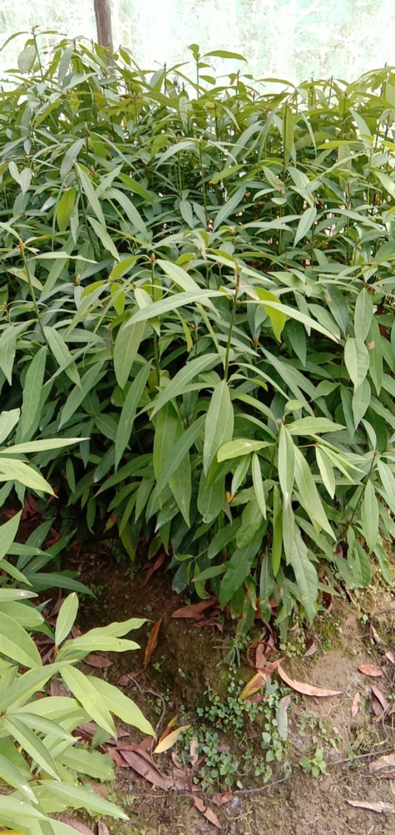 刨花润楠树苗，品质保证，规格齐全，欢迎来电咨询