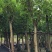 出售大叶榕移植袋苗或地苗需要的老板联系5-25公分