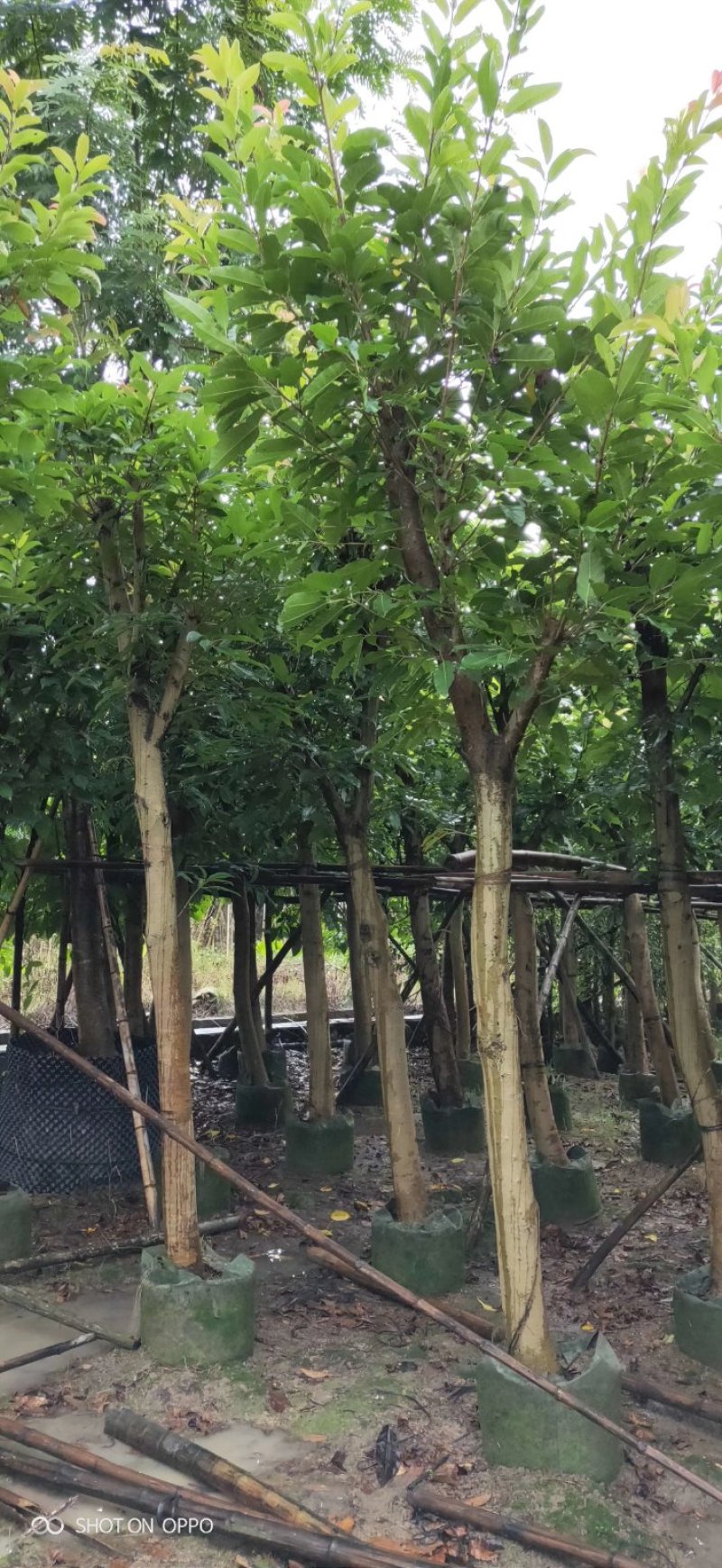 出售大叶榕移植袋苗或地苗需要的老板联系5-25公分