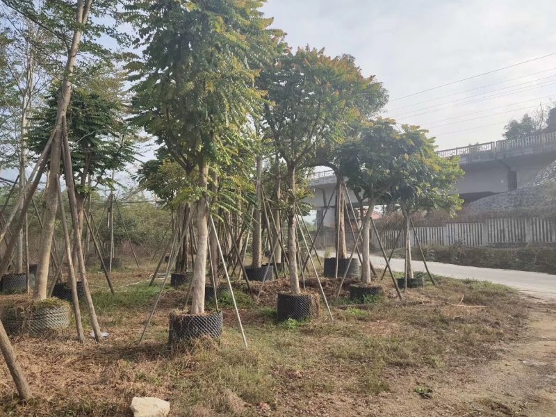 出售麻楝移植袋苗5-18公分需要的老板联系