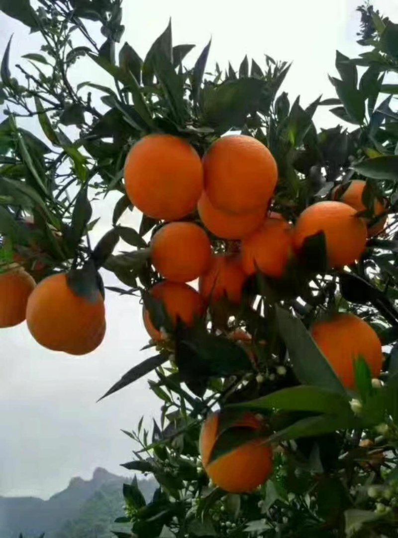 脐橙秭归脐橙自家果园，现摘现发，诚信经营，价格合理