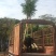 出售桃花心木移植袋苗地苗需要的老板联系