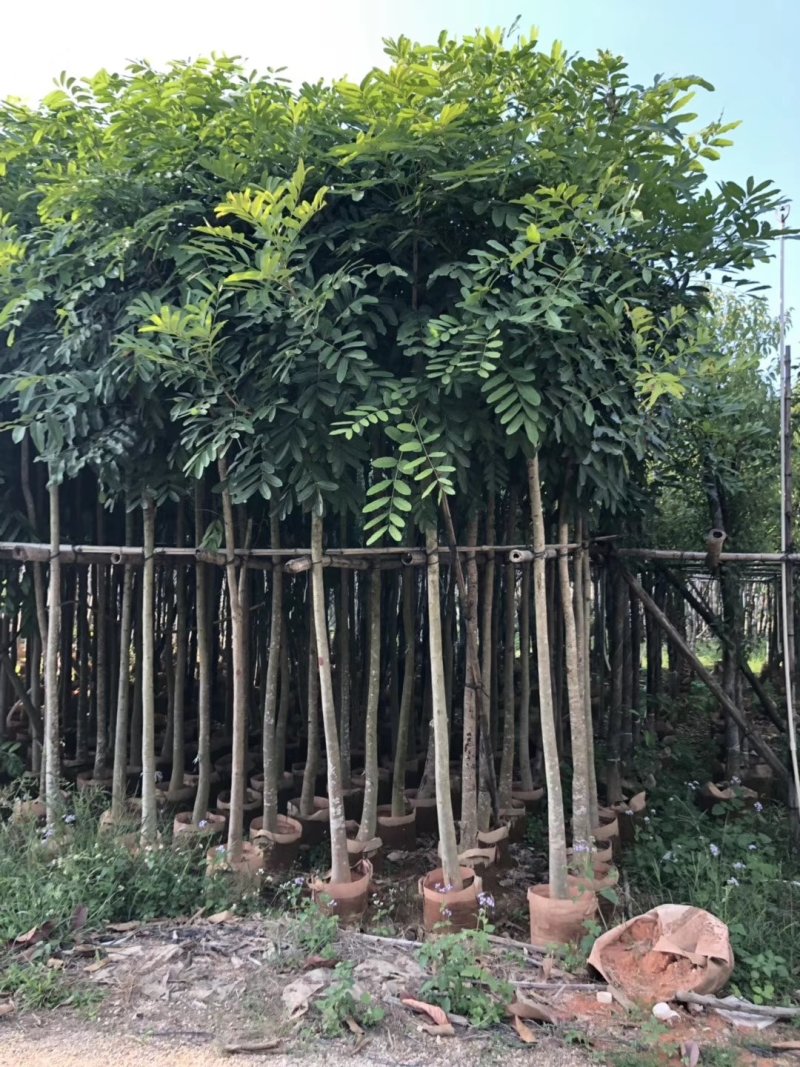 出售桃花心木移植袋苗地苗需要的老板联系