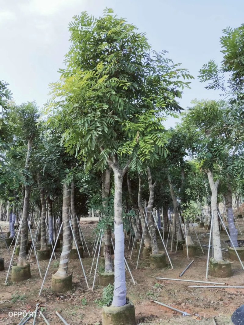 出售桃花心木移植袋苗地苗需要的老板联系