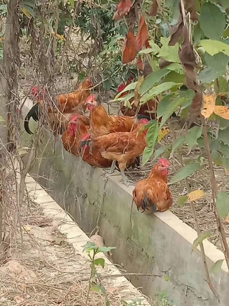 一年以上老鸡