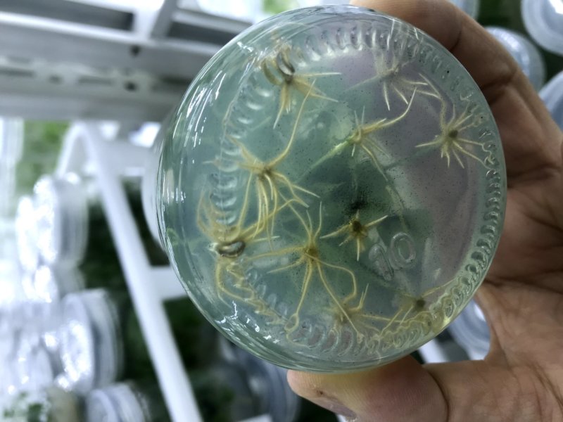 楸树精品组培精品金丝楸耐寒楸树……