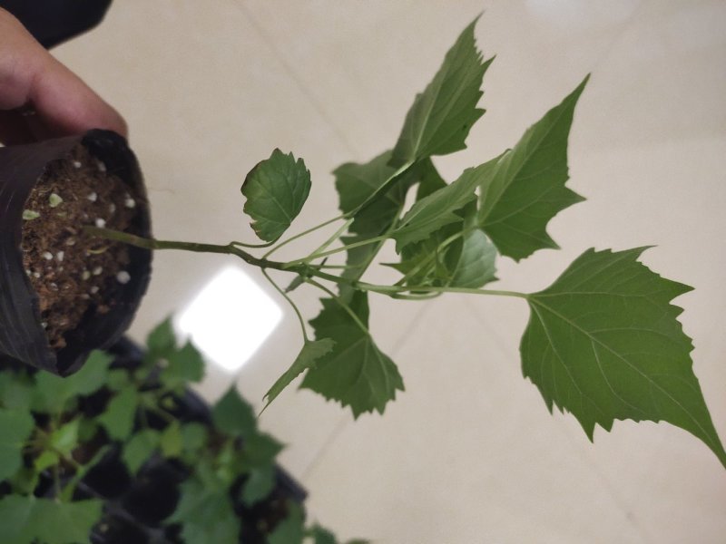 楸树精品组培精品金丝楸耐寒楸树……