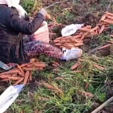 三红胡萝卜