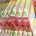 奶香甜牛奶枣一件代发精品精选果