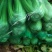 精品大棵芹菜，中细棵，大量批发