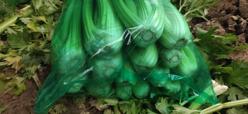 精品大棵芹菜，中细棵，大量批发