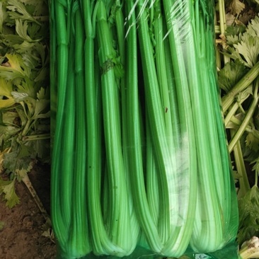 精品大棵芹菜，中细棵，大量批发