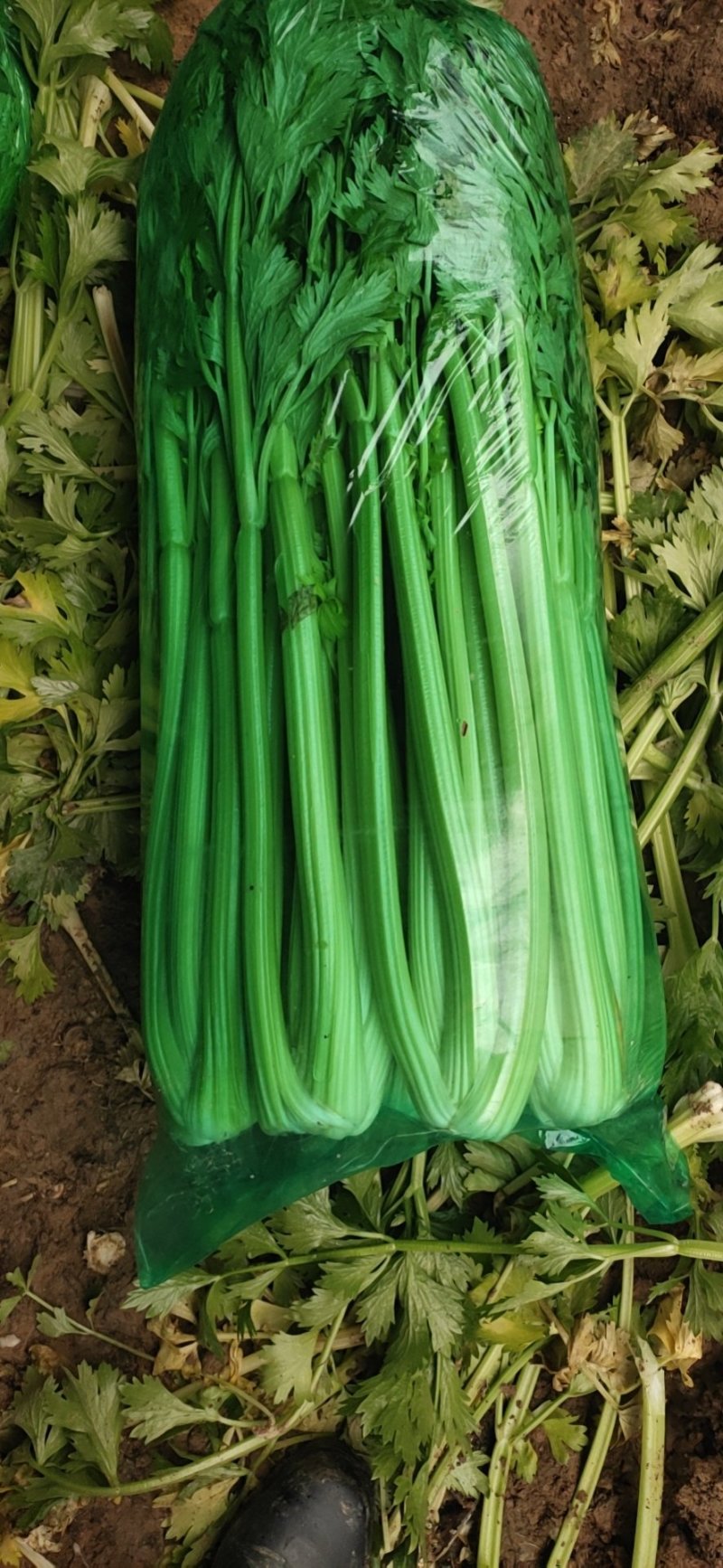精品大棵芹菜，中细棵，大量批发