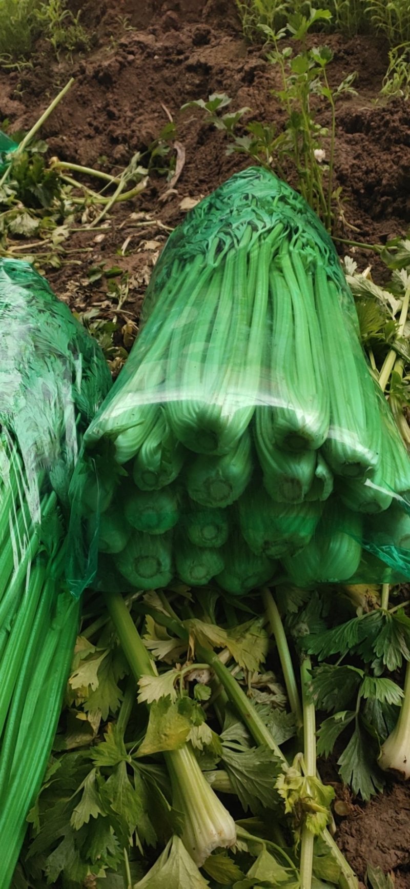 精品大棵芹菜，中细棵，大量批发