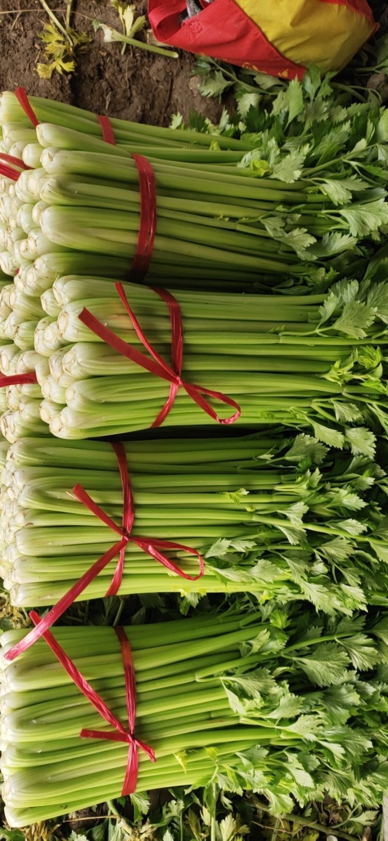 精品大棵芹菜，中细棵，大量批发