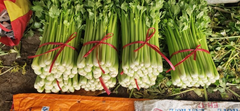 精品大棵芹菜，中细棵，大量批发