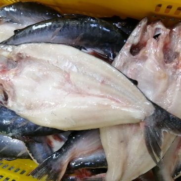 巴沙鱼开背批发国产品质保证广东湛江茂名巴沙鱼销售