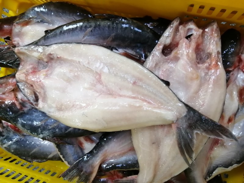 巴沙鱼开背批发国产品质保证广东湛江茂名巴沙鱼销售