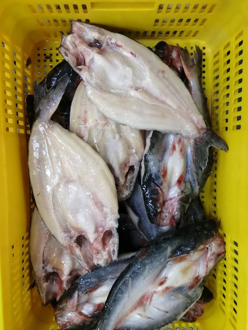 巴沙鱼开背批发国产品质保证广东湛江茂名巴沙鱼销售