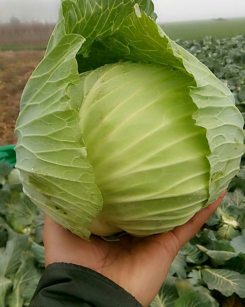 精品甘蓝，圆包菜，商品货，加工厂货。质优价廉，产地直发，