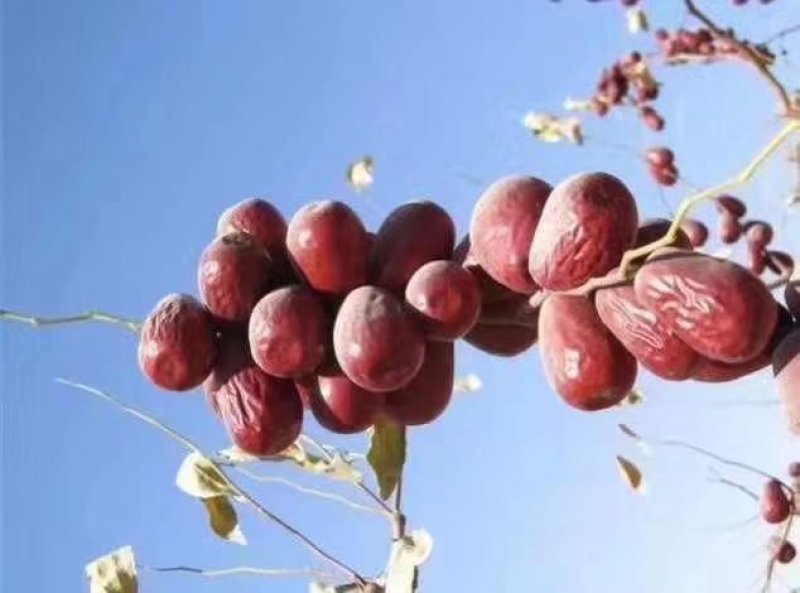 皮山县巴什兰干乡的干果红枣和核桃