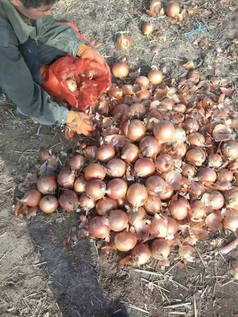 精品红皮葱头七八公分，产地直销，保质保量，欢迎咨询