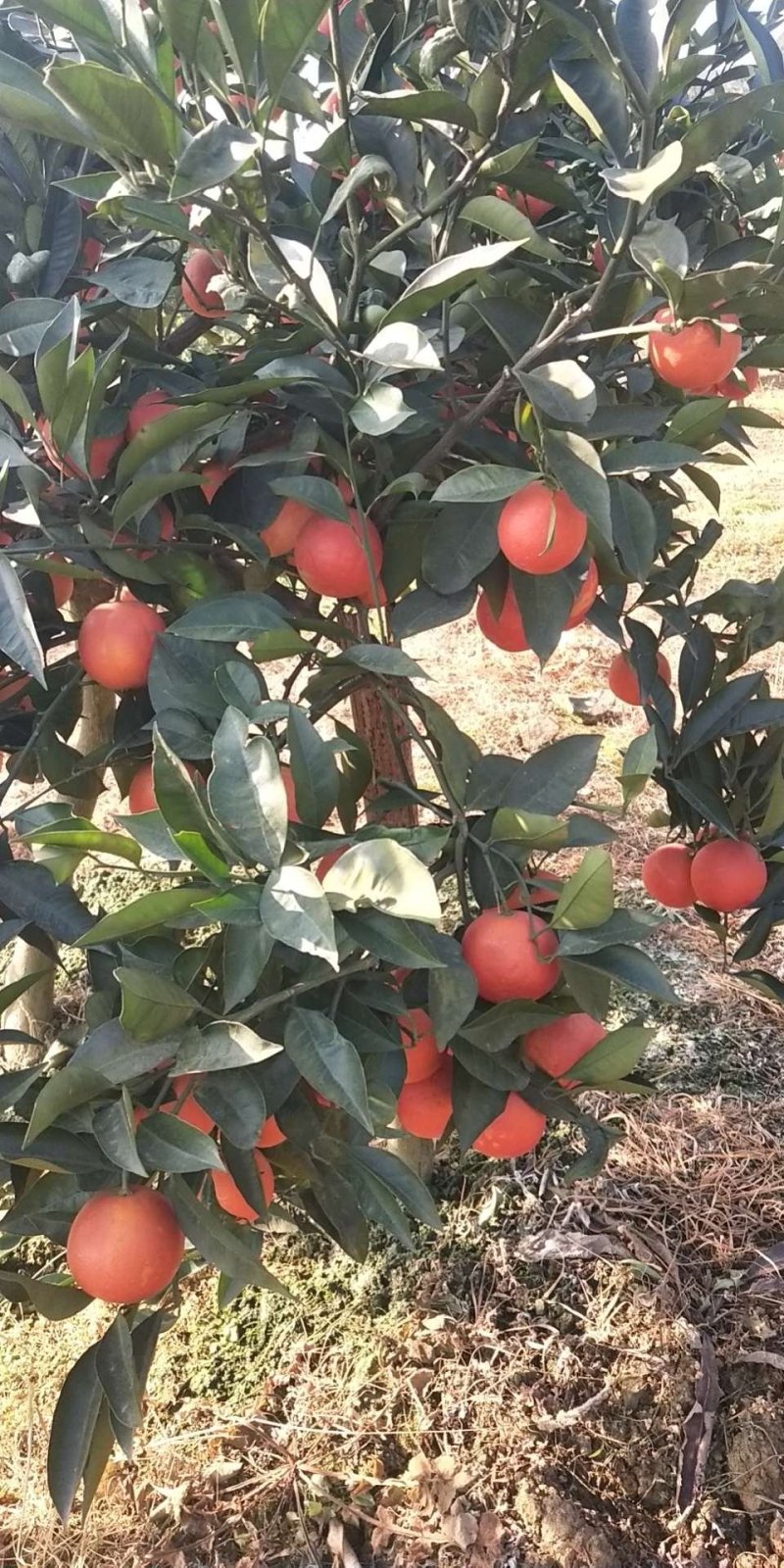 四川血橙，不知火，耙耙杆，市场货电商货承接全国，可视频货