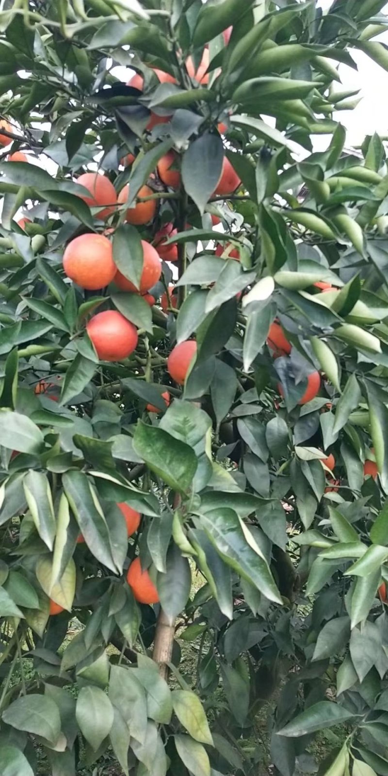 四川血橙，不知火，耙耙杆，市场货电商货承接全国，可视频货