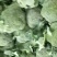 西兰花，四川精品西兰花大量有货，面向全国一手货源