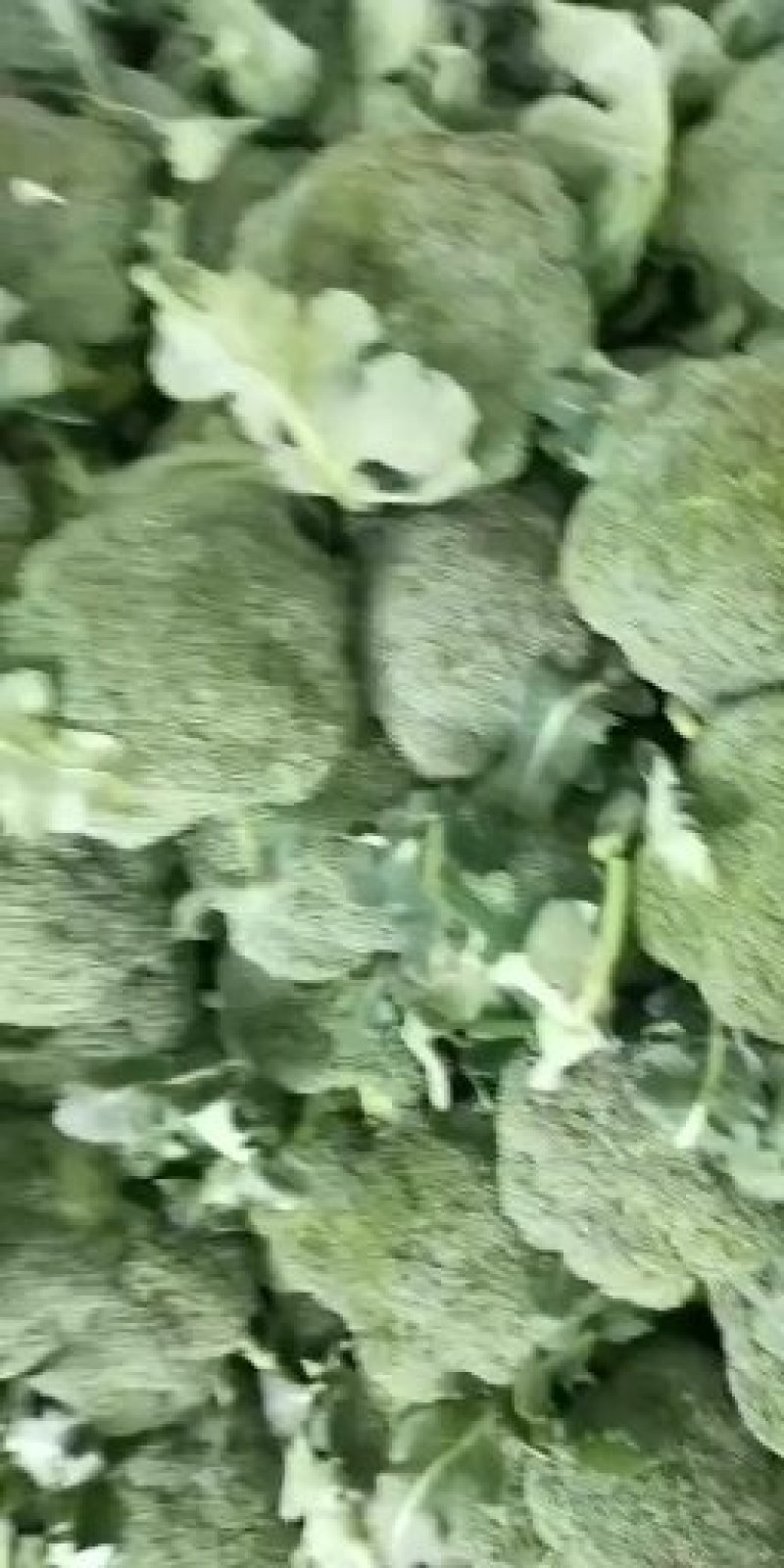 西兰花，四川精品西兰花大量有货，面向全国一手货源