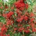 火棘