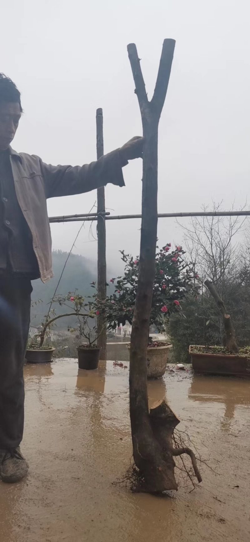 火棘