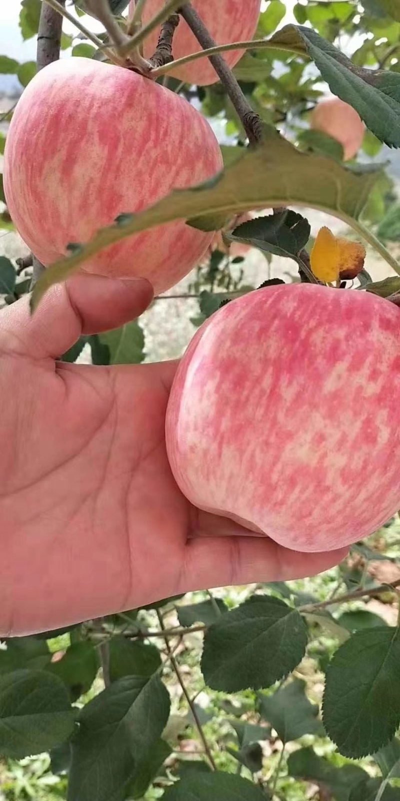 【优选】陕西纸袋红富士苹果大量供应中欢迎各大团队采购！