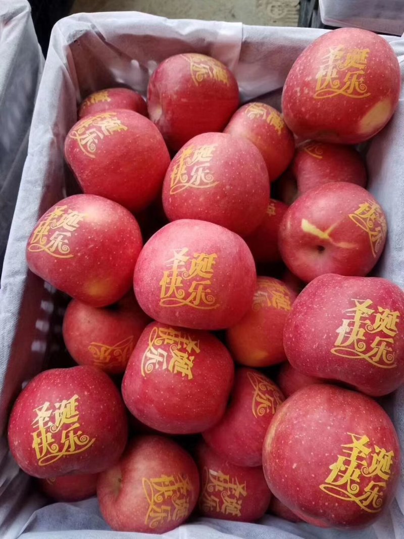 【优选】陕西纸袋红富士苹果大量供应中欢迎各大团队采购！