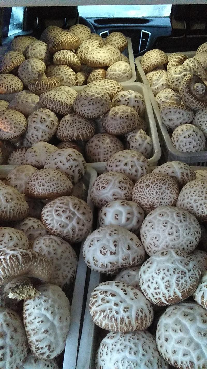 大花鲜大花菇：区域特产自产自销，形美味甘