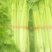 法国皇后芹菜50cm以上，产地直销直发