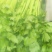 法国皇后芹菜50cm以上，产地直销直发