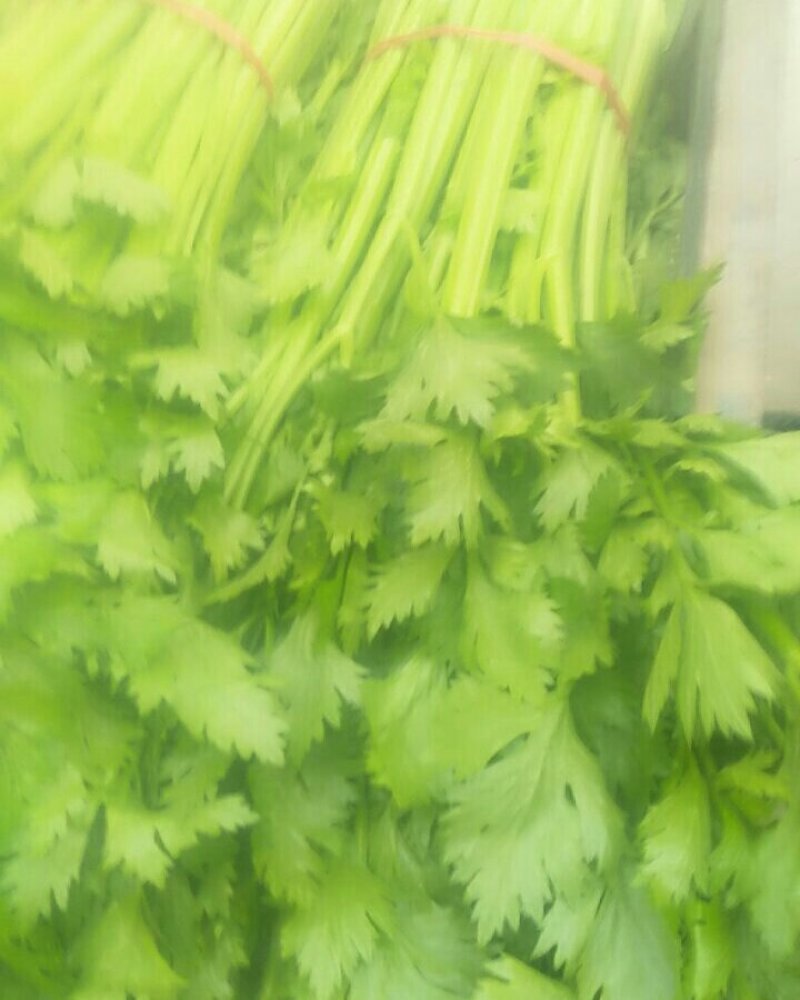 法国皇后芹菜50cm以上，产地直销直发