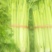 法国皇后芹菜50cm以上，产地直销直发