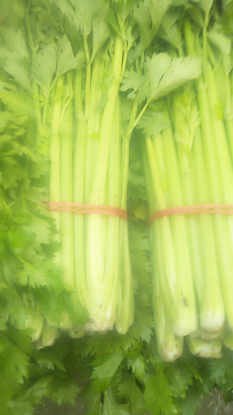 法国皇后芹菜50cm以上，产地直销直发