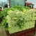 法国皇后芹菜50cm以上，产地直销直发