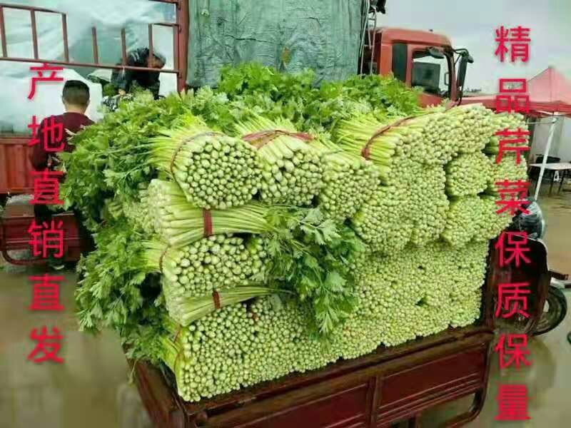 法国皇后芹菜50cm以上，产地直销直发
