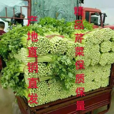 法国皇后芹菜50cm以上，产地直销直发